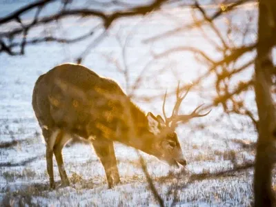 What is chronic wasting disease? Affecting Animals.